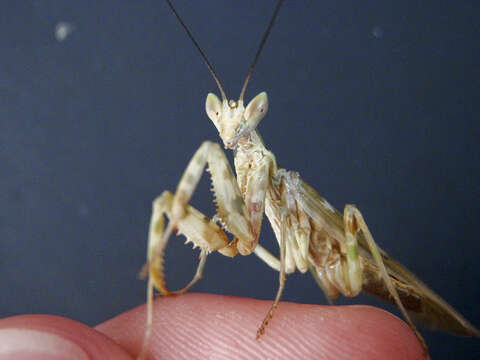 Image of flower mantises