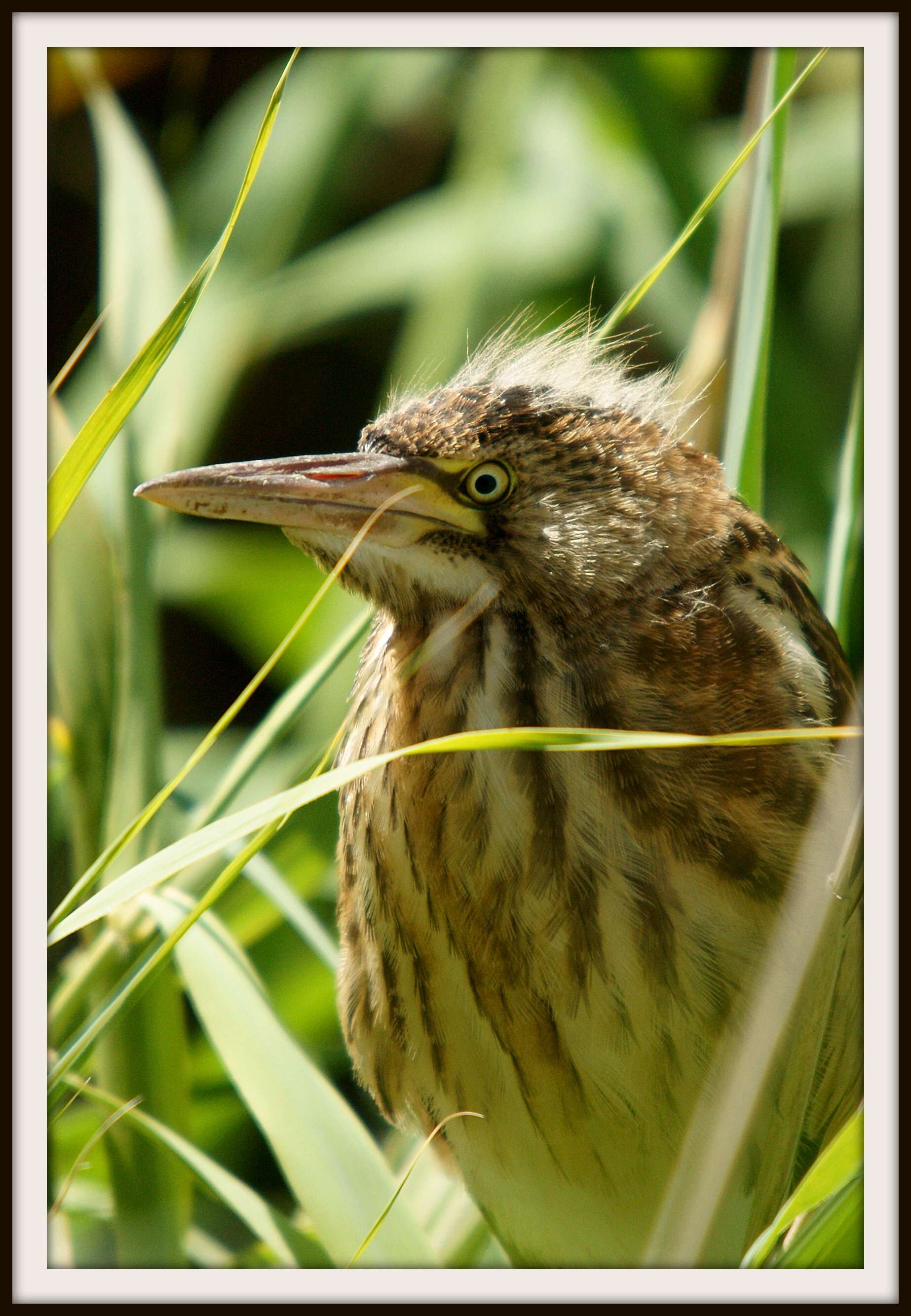 Image of Common Little Bittern