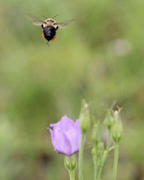 Image of Bumblebees