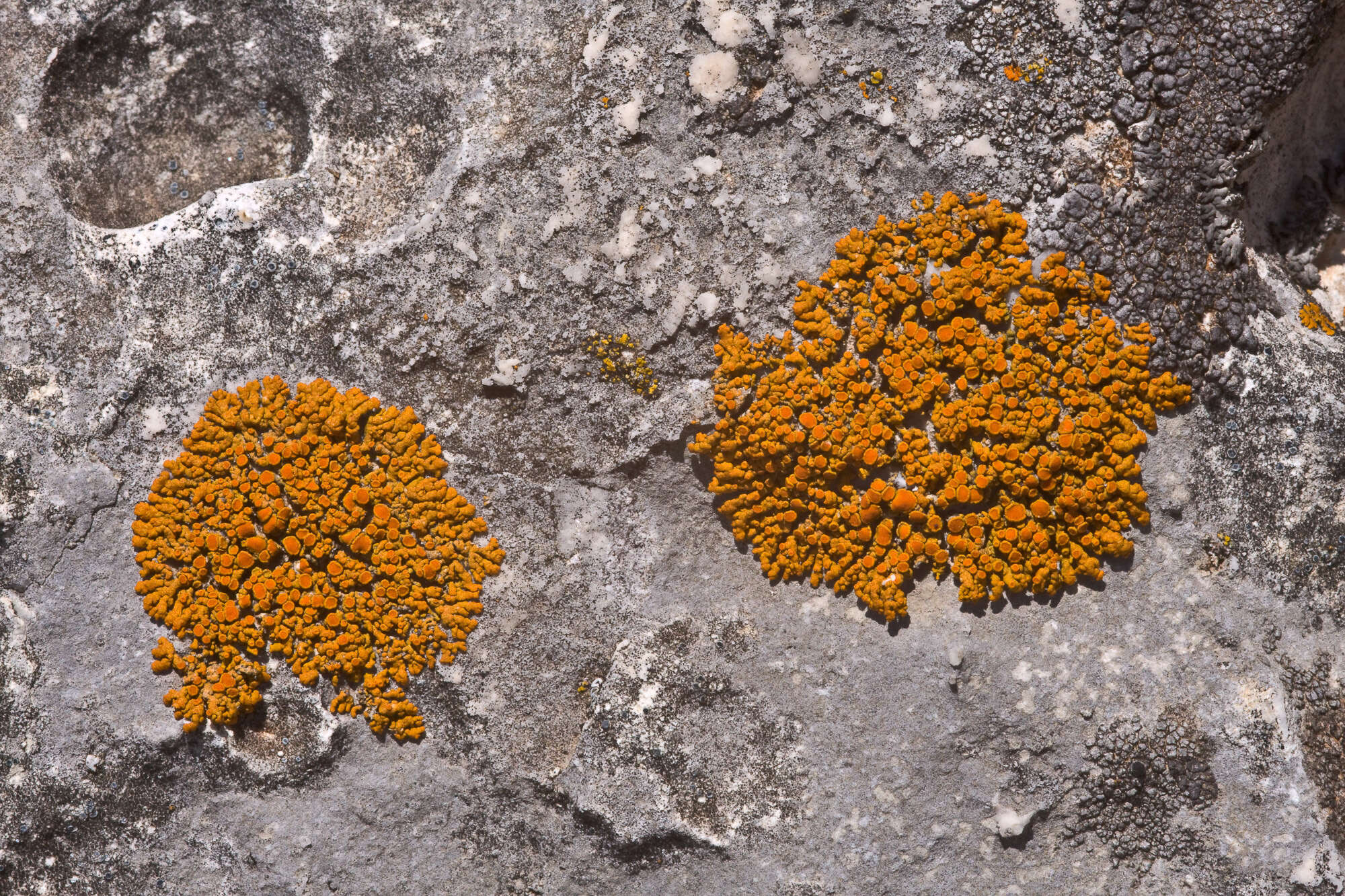 Image of orange wall lichen