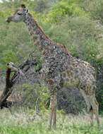 Image of Giraffes