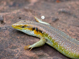 Image of Five-lined Skink