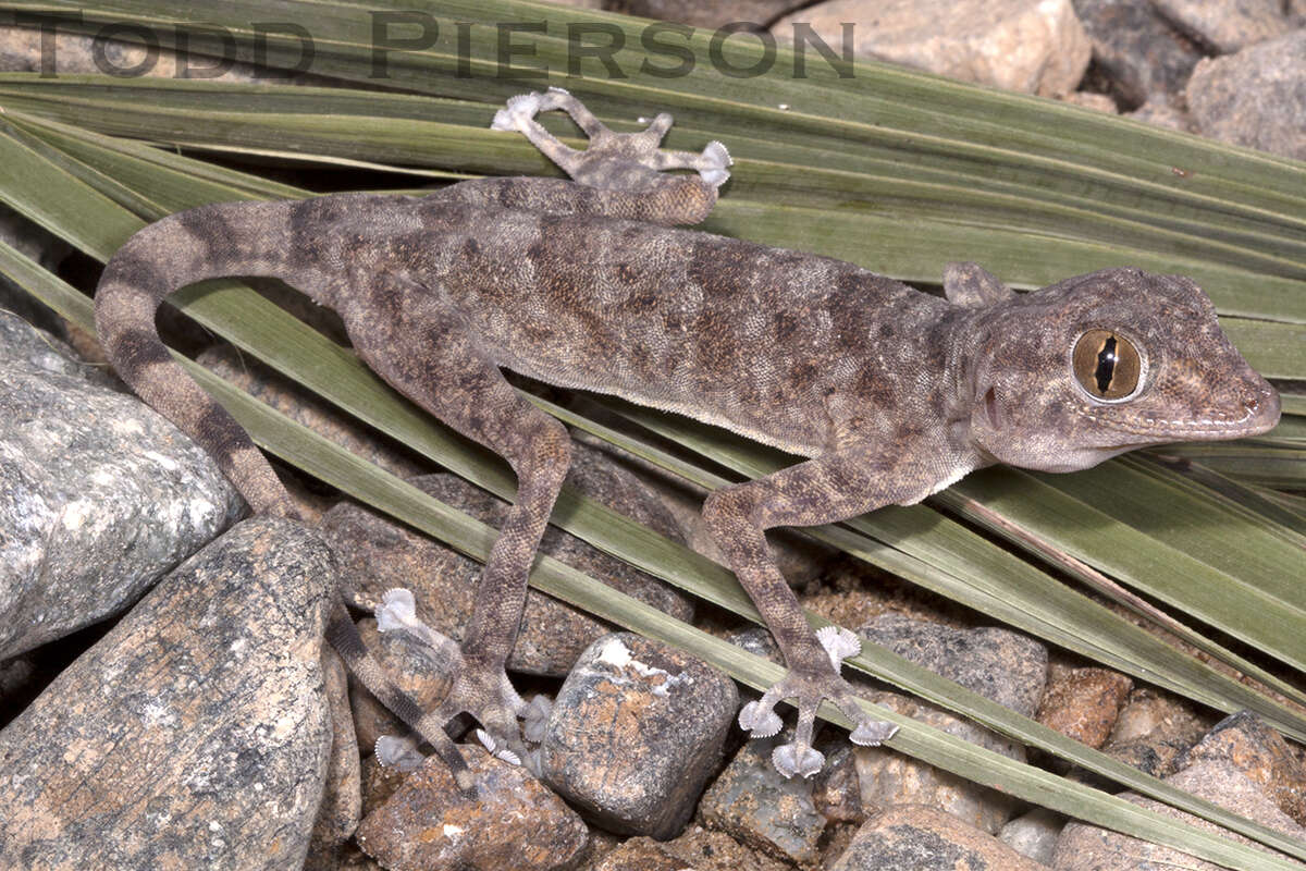 Image of Ptyodactylus Cuvier 1820