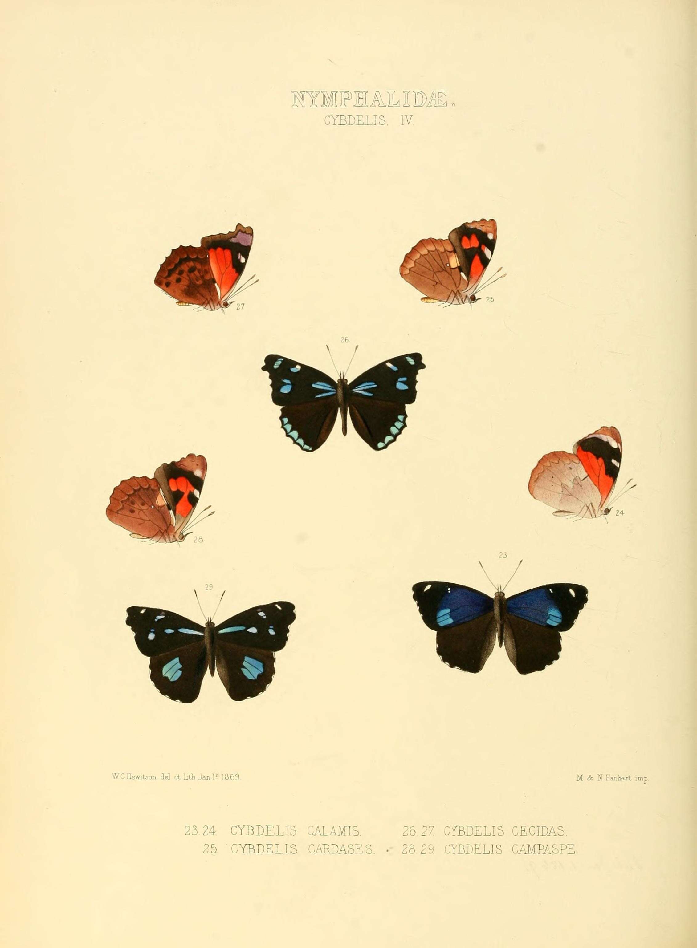 Image of Perisama campaspe Hewitson 1869