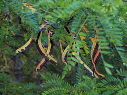 Image of Honey Locust