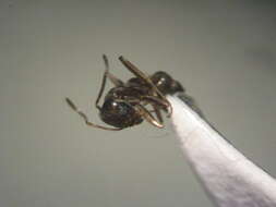 Image of Argentine Ant