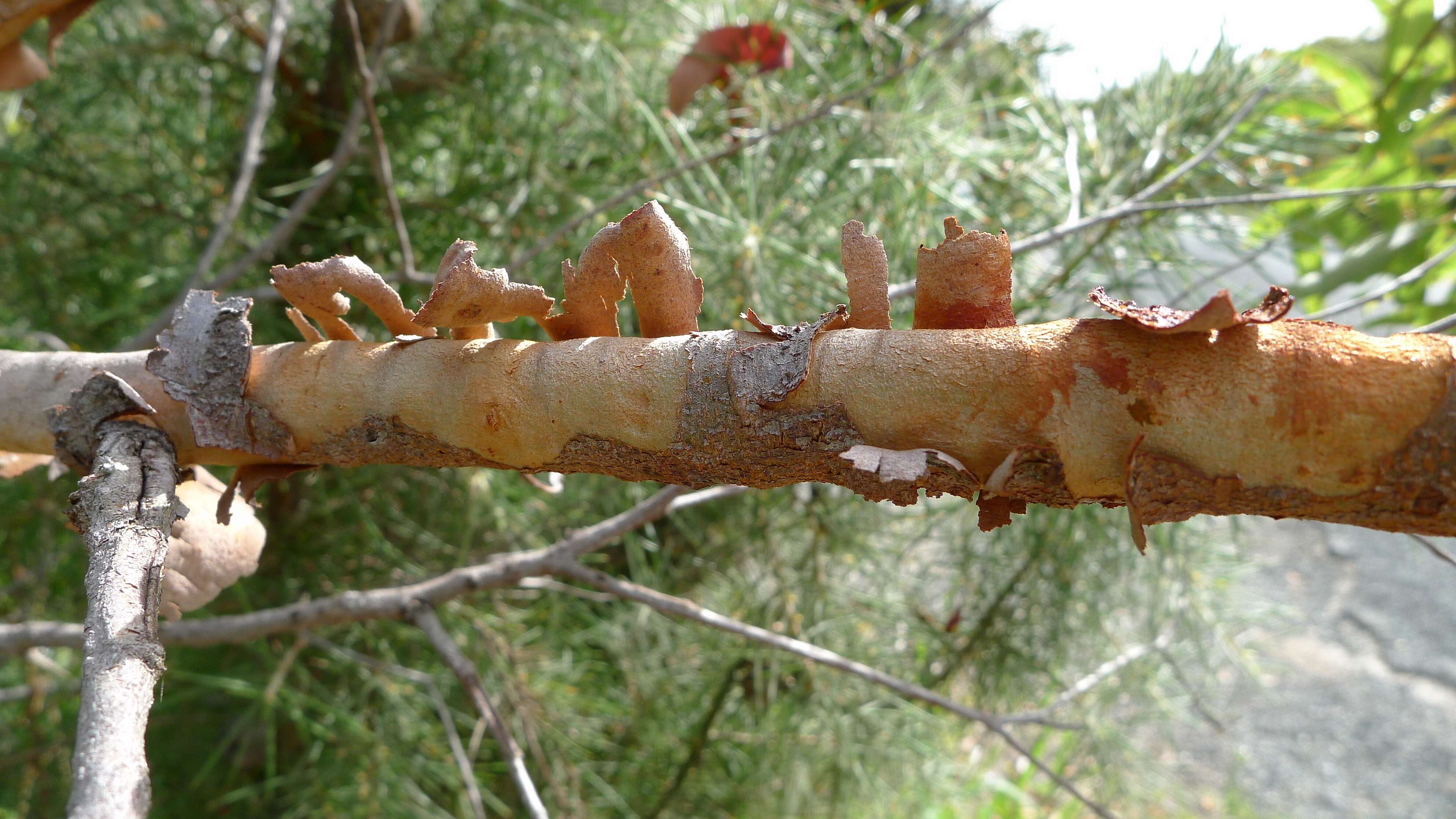 Image of red bloodwood