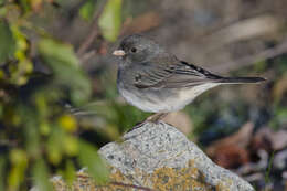 Image of juncos