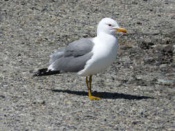 Larus californicus Lawrence 1854 resmi