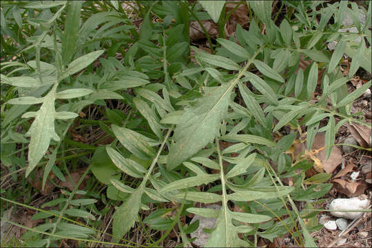 Centaurea scabiosa subsp. fritschii (Hayek) Soo resmi