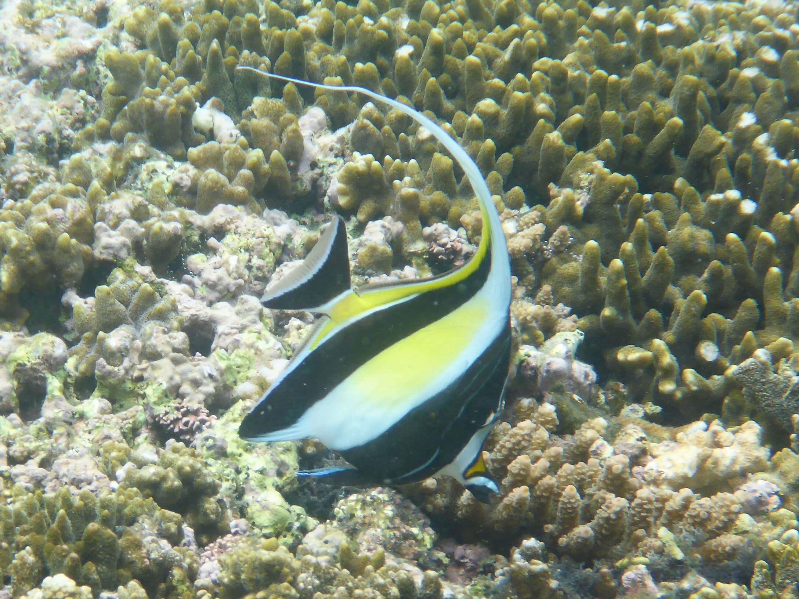 Image of moorish idols