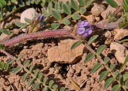 Слика од Astragalus sesameus L.