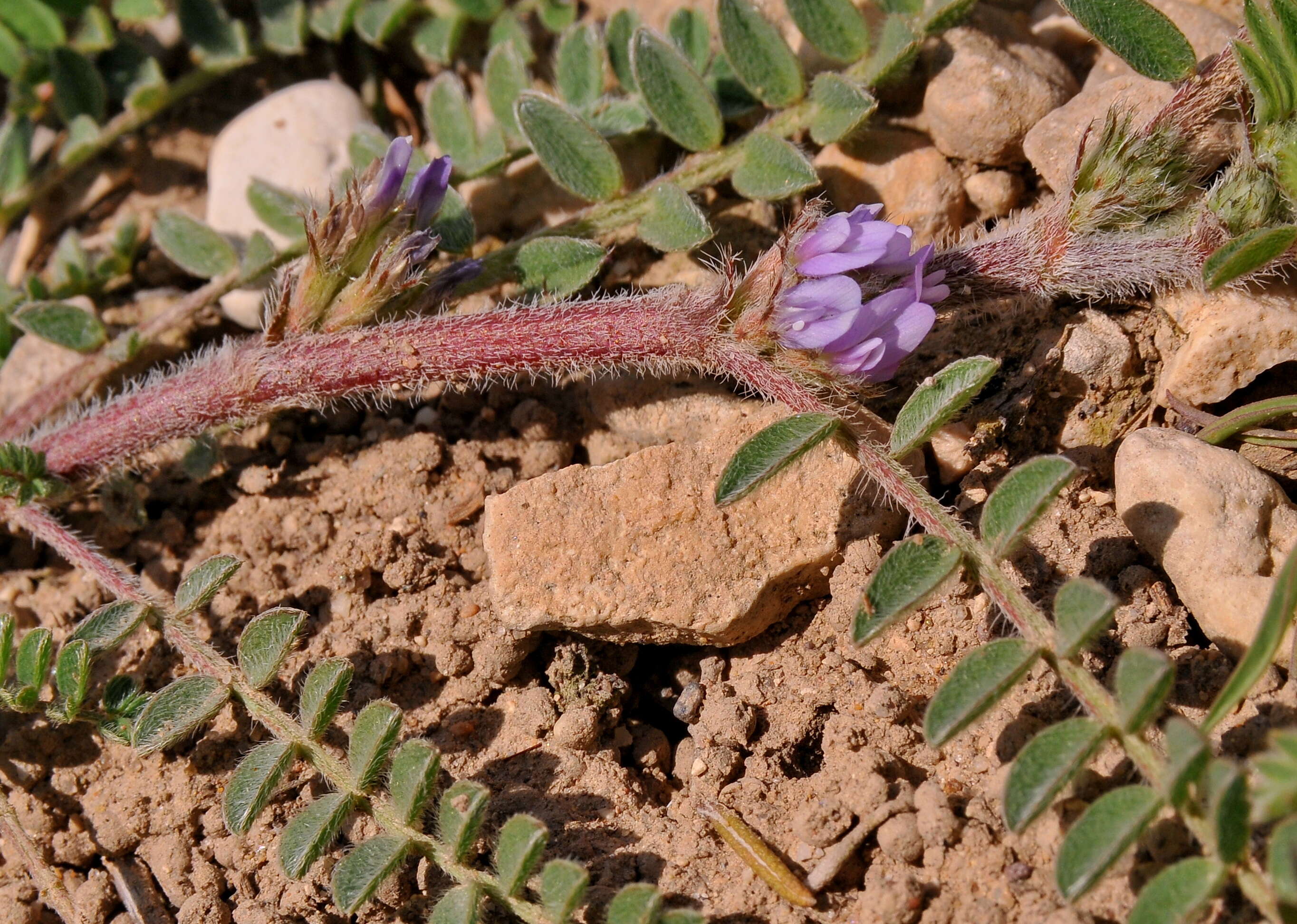 Imagem de Astragalus sesameus L.