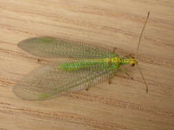 Image of split-footed lacewing