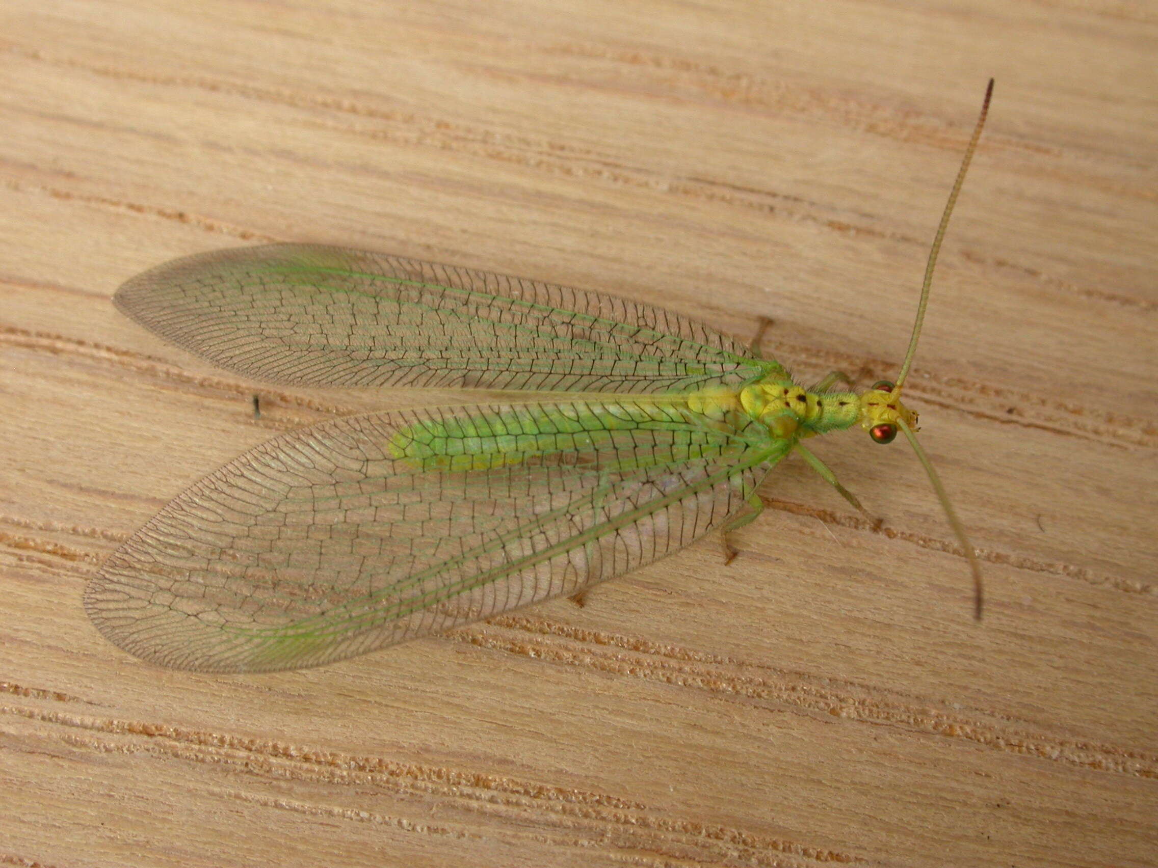 Image of split-footed lacewing