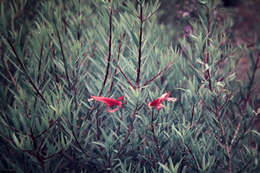 Image of Spotted Fuchsia-Bush