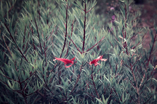 Image of Eremophila maculata (Ker-Gawler) F. Muell.