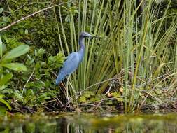 Image of Little Blue Heron