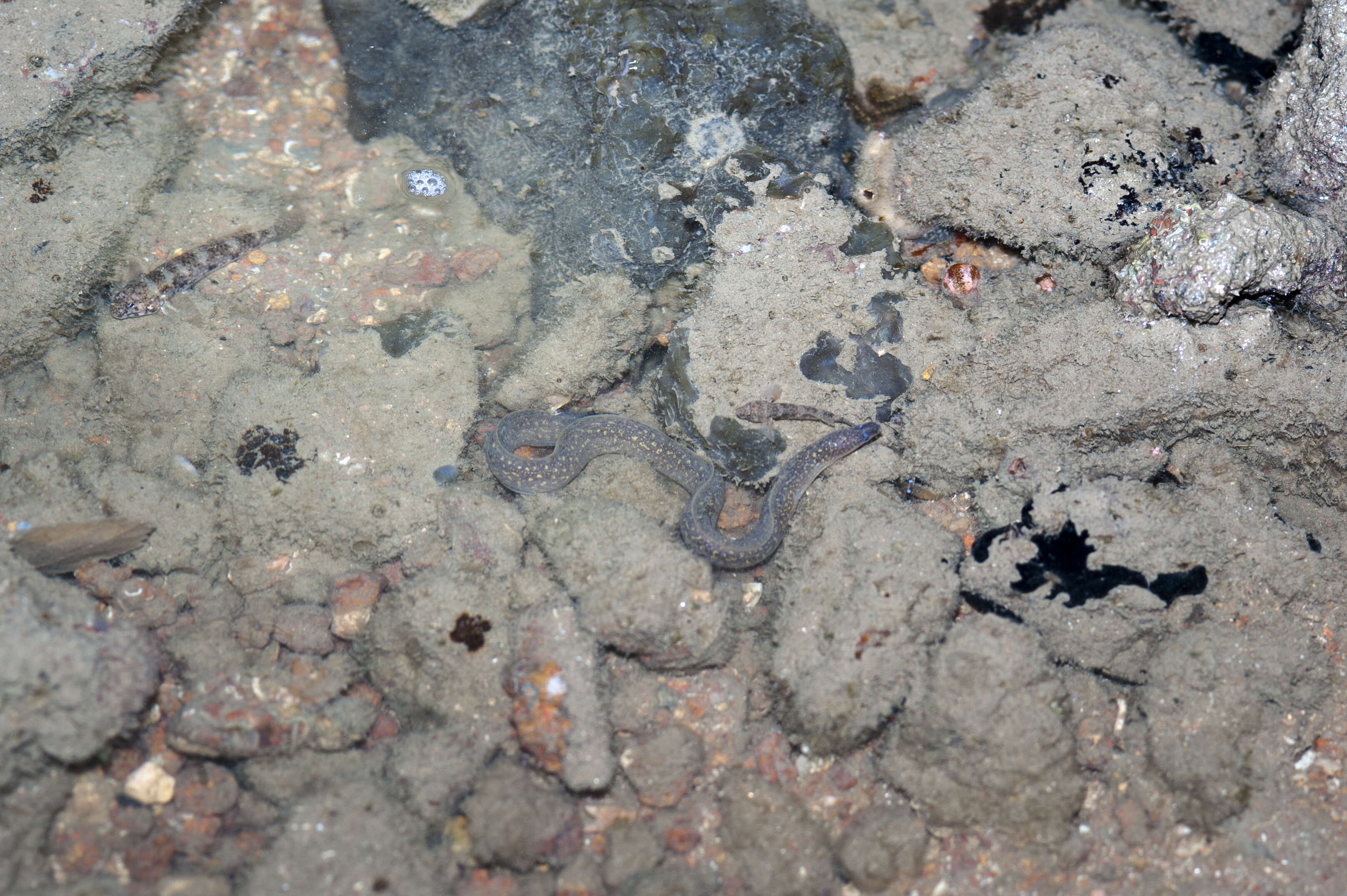 Image of Freshwater moray