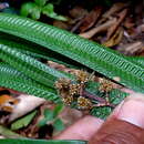 Hypolytrum bullatum C. B. Clarke resmi