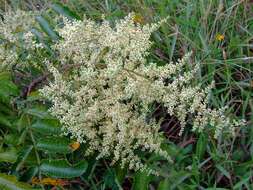 Image of sumac