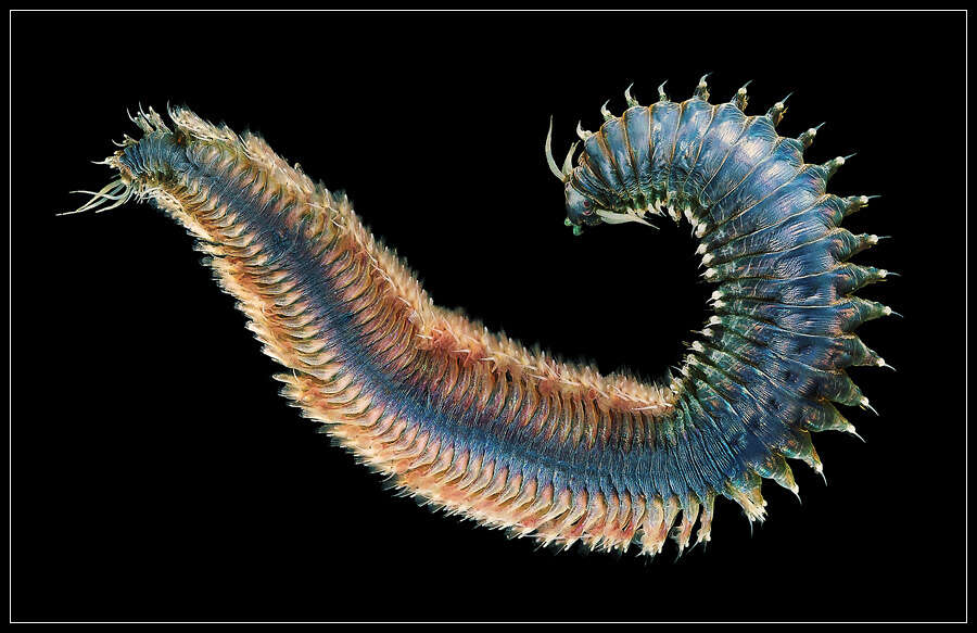 Image of Clam Worms