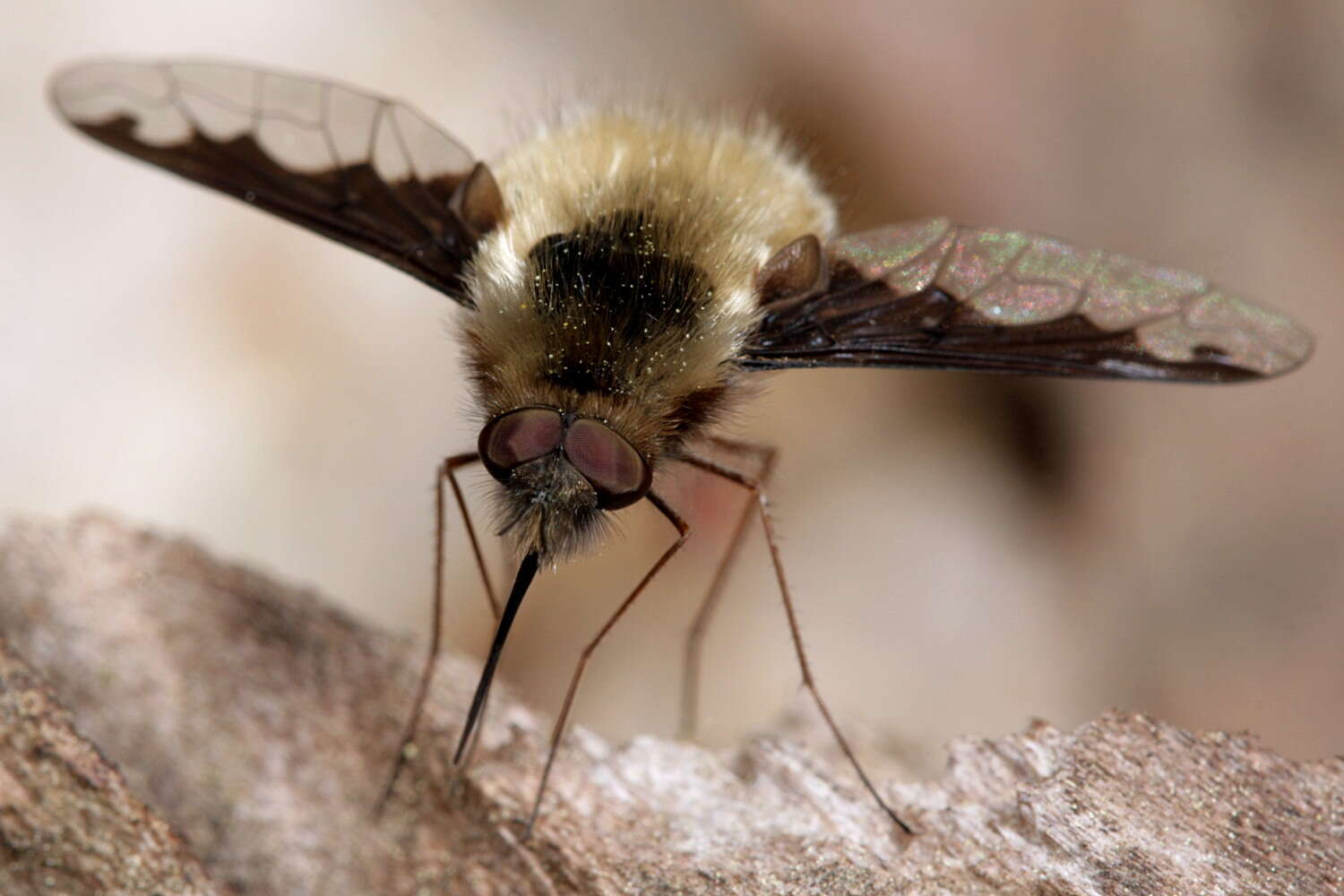 Image of Large bee-fly