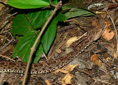 Image of Slender Hognose Viper