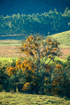 Image of Mistletoe