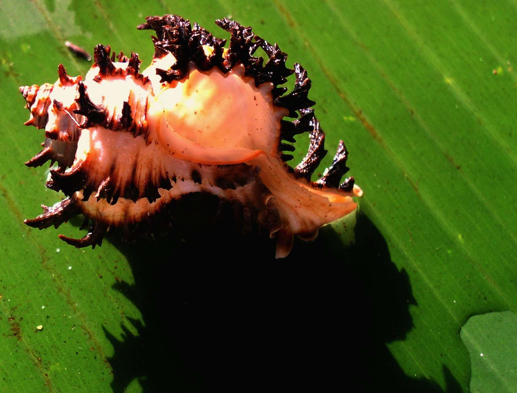 Image of endive murex