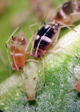 Image of Aphthargelia rumbleboredomia Jensen 2013