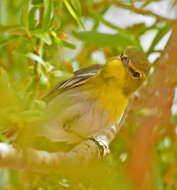 Image of Vireo Vieillot 1808