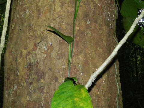 Image of Symphonia globulifera L. fil.