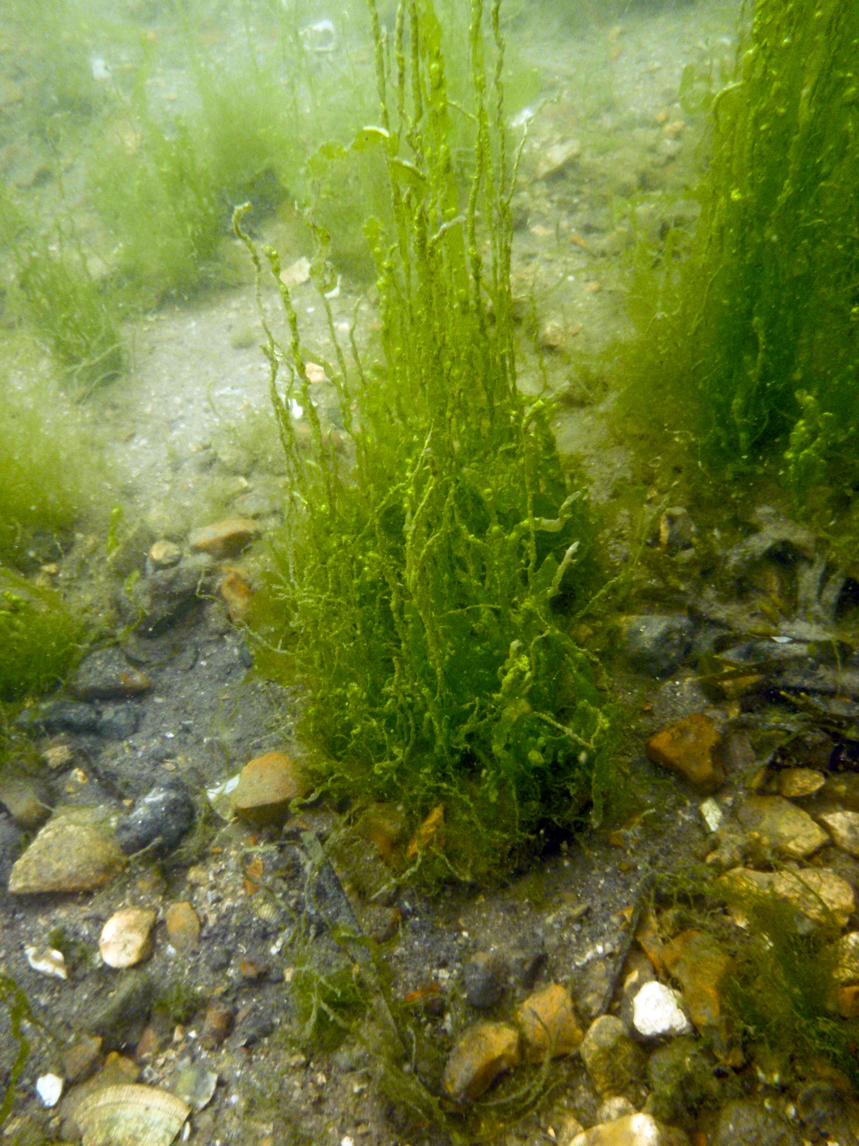 Image of Sea lettuce