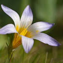 Image of crocus-leaved ROMULEA