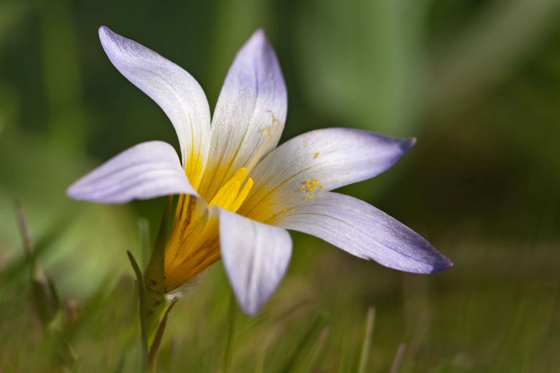 Image of crocus-leaved ROMULEA