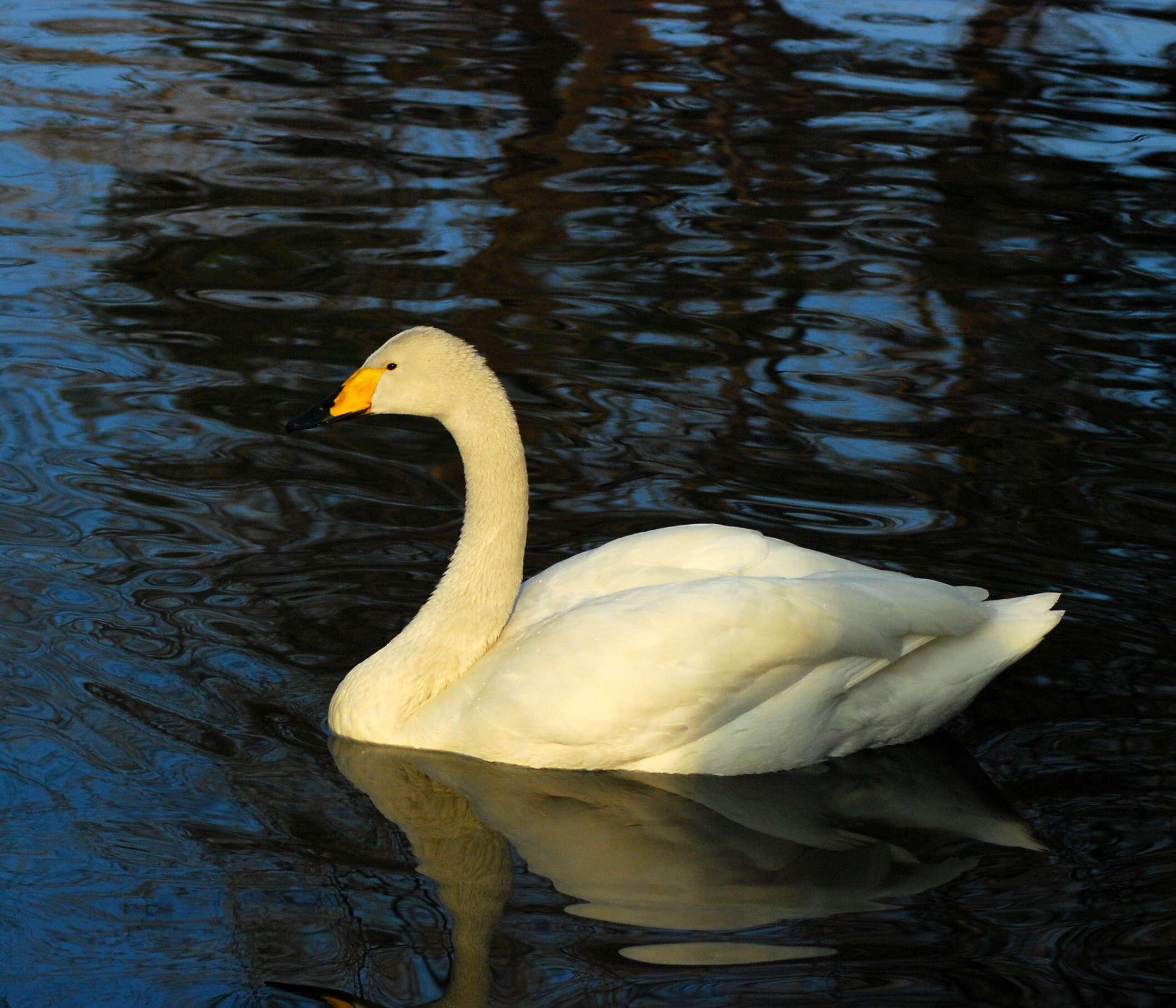 Image de Cygne chanteur