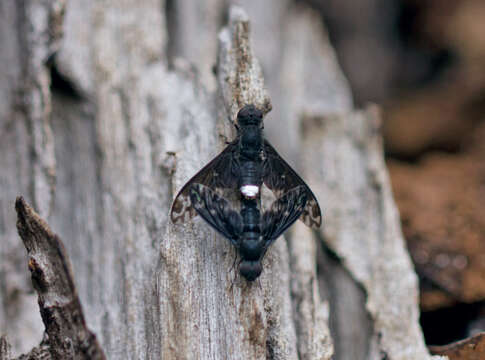 Image of Bee Fly