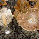 صورة Inocybe maculata Boud. 1885