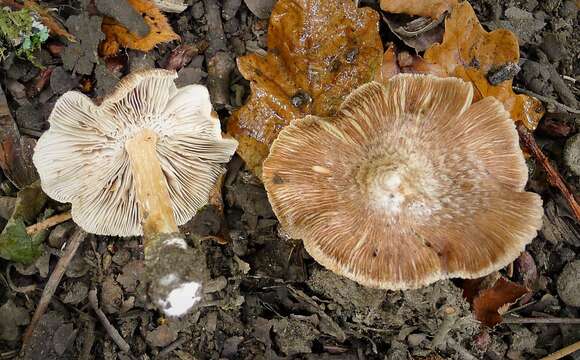 Image of Inocybe maculata Boud. 1885