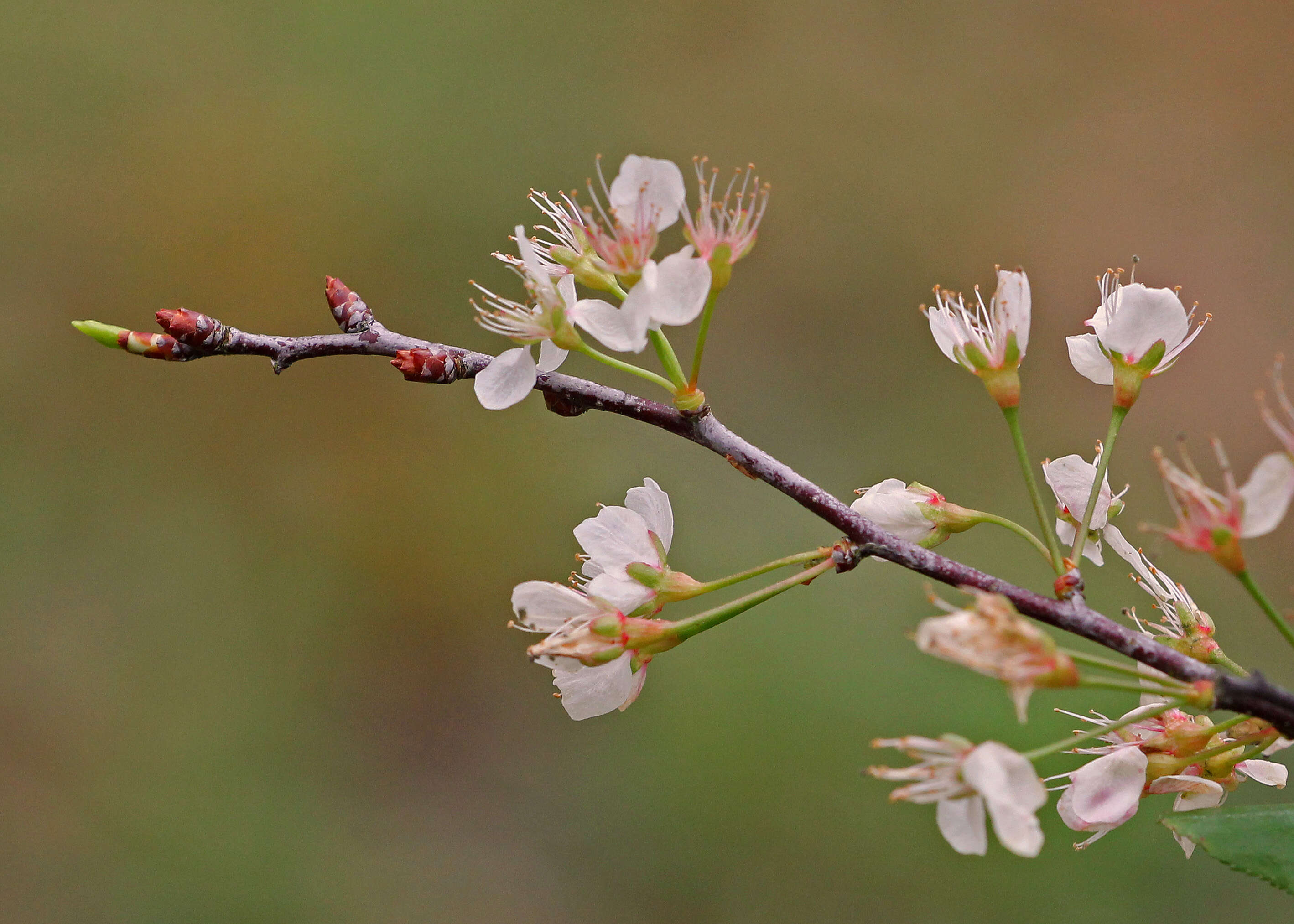 Prunus umbellata Ell. resmi