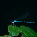 Image of Acanthagrion Selys 1876