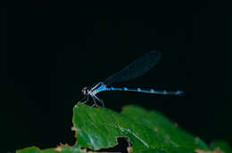 Image of Acanthagrion Selys 1876