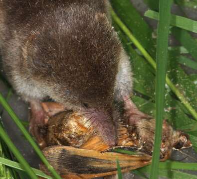 Image of Common Shrew