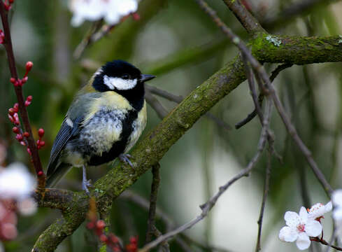 Image of Parus Linnaeus 1758