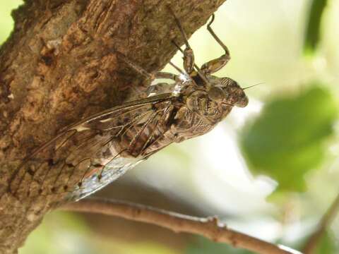 Image of Cicada orni Linnaeus 1758