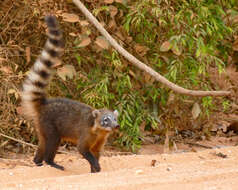 Image of South American Coati