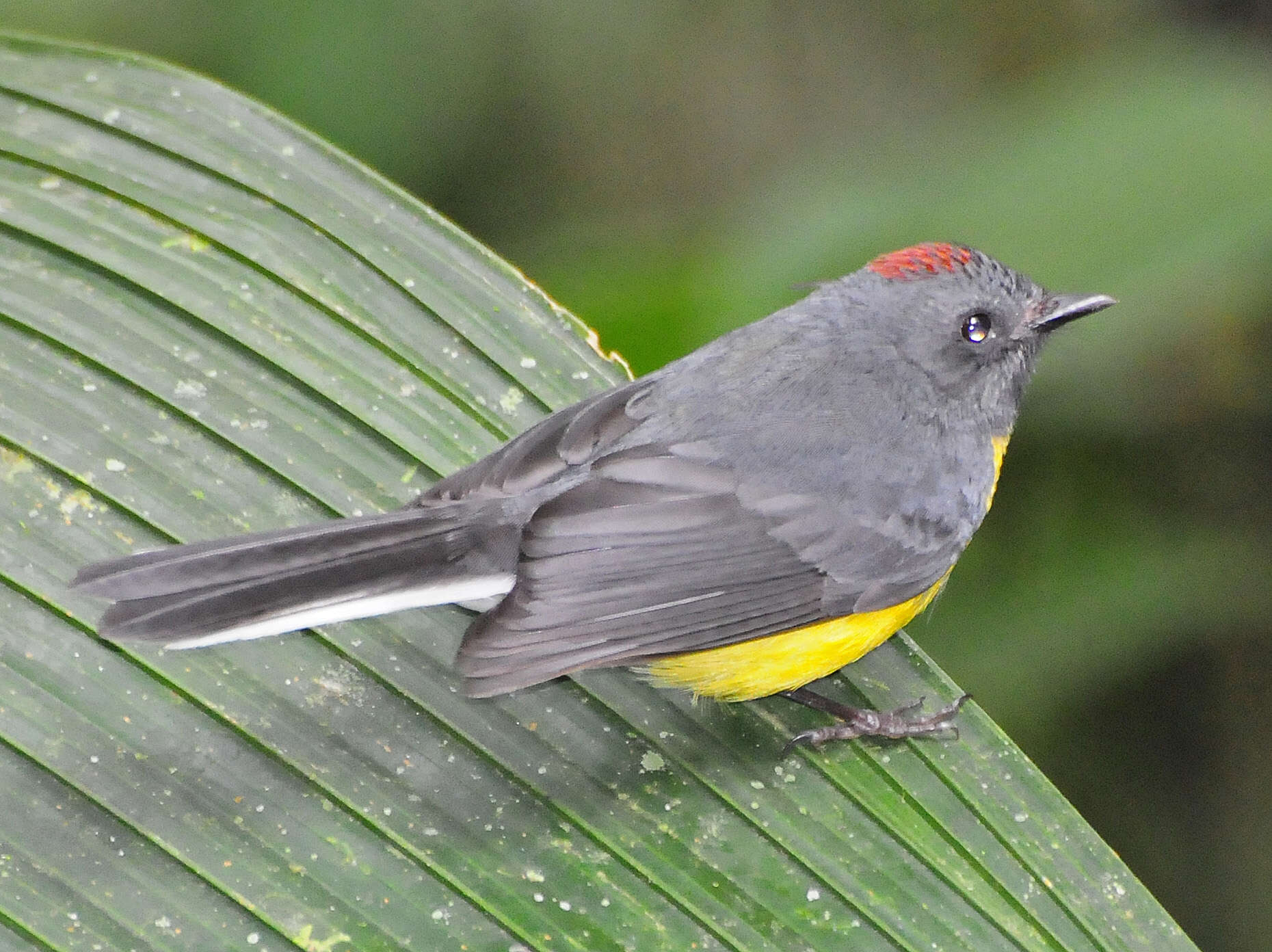 Image of Slate-throated Whitestart