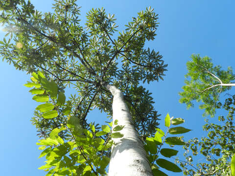 Cecropia insignis Liebm.的圖片