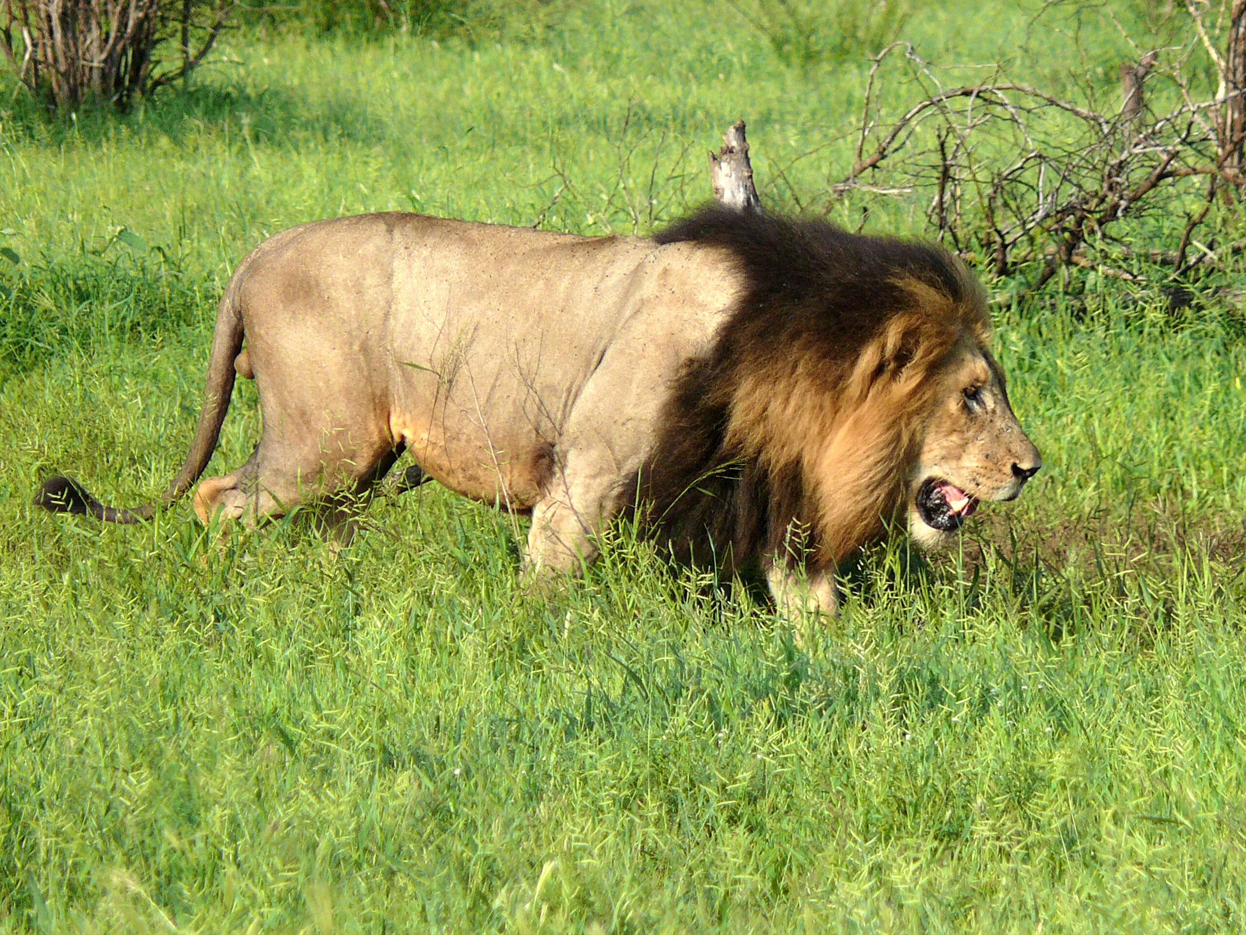 Image of big cats